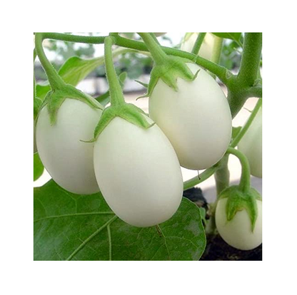 Brinjal White (வெள்ளை கத்தரிக்காய்)