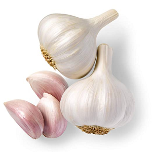 Garlic (பூண்டு)